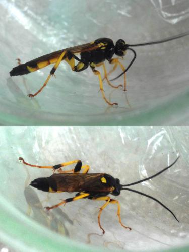 Réf. 305 283 : Ichneumon xanthorius